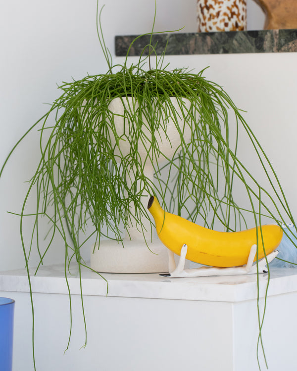 Planter on white shelf.