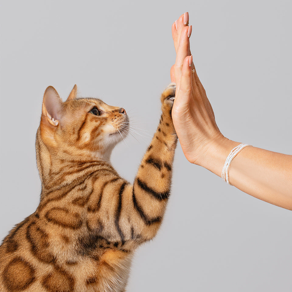 Cleo the cat, high-fiving a woman's hand in front of a neutral-light background.