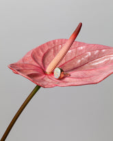 Styled image of the Australian Opal Ring.