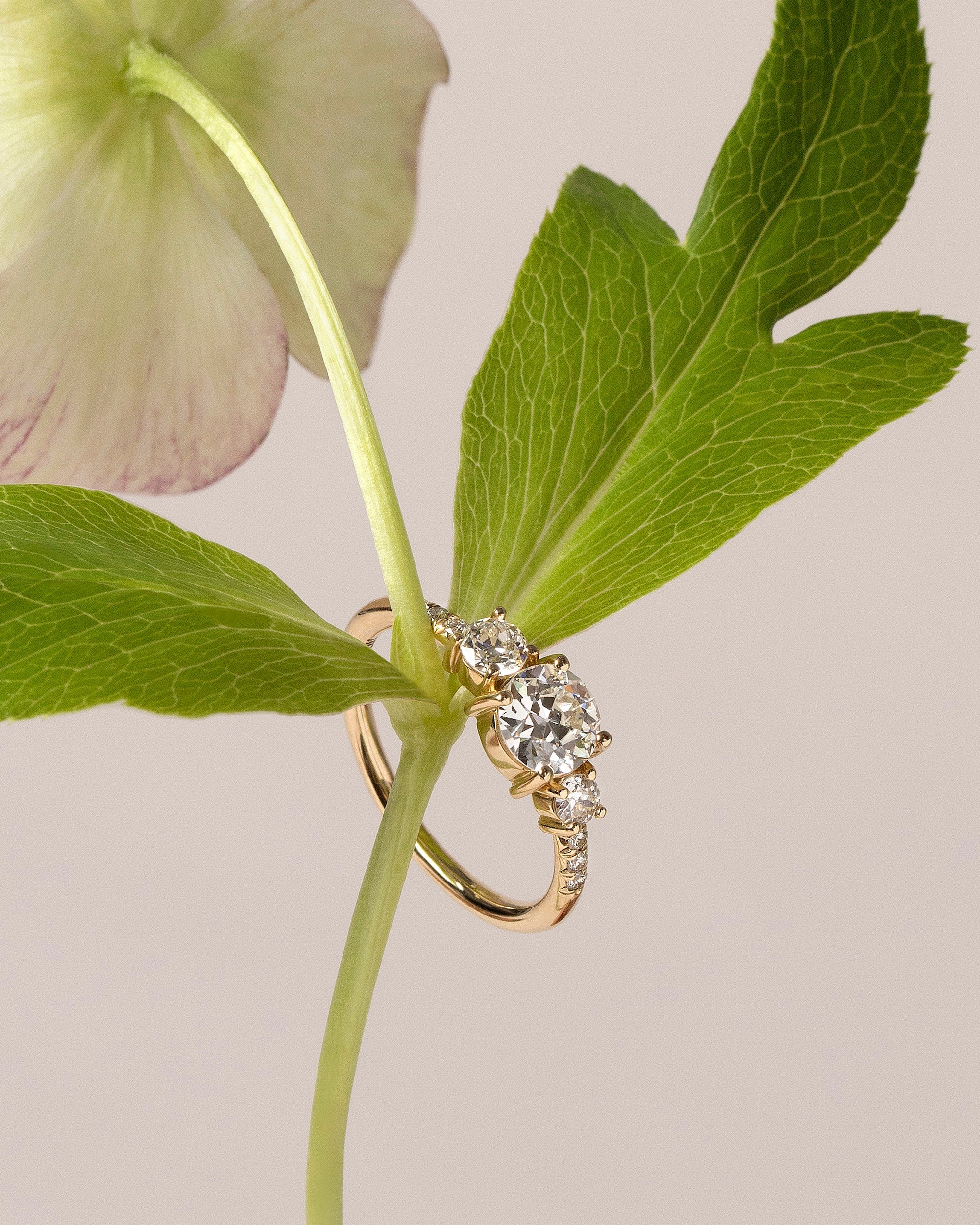 pomum double orion ring✴︎ gold free size PAC2031_UW000_B0QLT_010_Pomell
